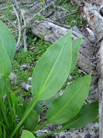 Alisma plantago-aquatica